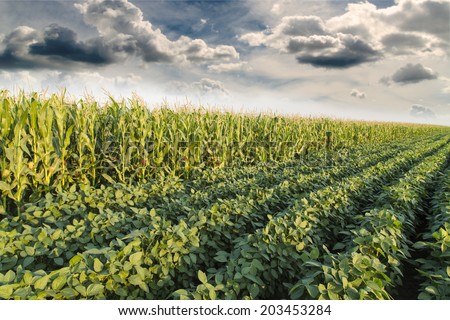 Soybean ripening next to corn maize field at spring season, agricultural landscape