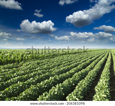 Soybean next to corn field ripening at spring season, agricultural landscape