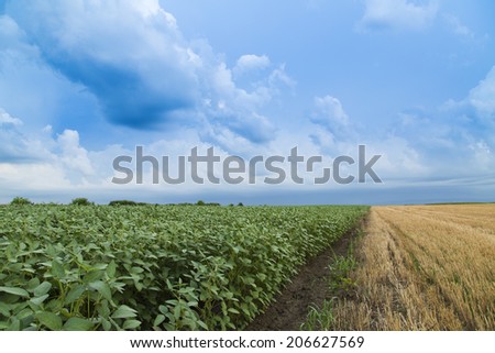 Soybean field ripening at spring season next to stubble field, agricultural landscape