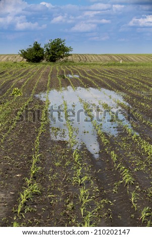 Agricultural disaster, flooded corn maize crops.