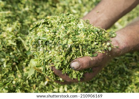 Farmer\'s hands holding corn maize silage