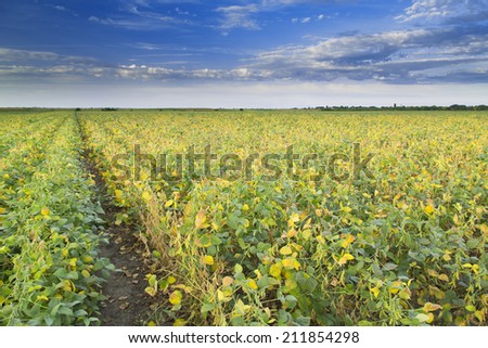Soybean field ripening at spring season, yellow and green leafs agricultural landscape