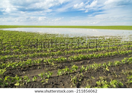 Agricultural disaster, field of flooded soybean crops.
