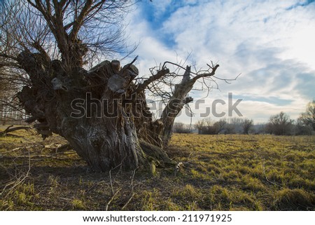 Willow stump log on dried river bed, spring landscape