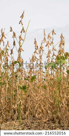 Soybean field ripe just before harvest, agricultural landscape
