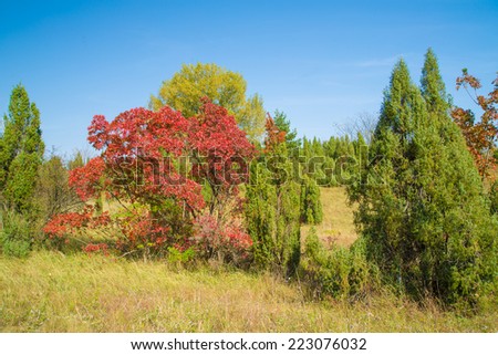 Red smoke trees in nature. European smoke bush