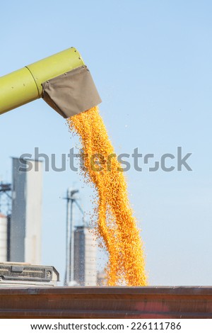 Unloading corn maize grains at field during harvest