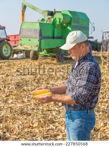 Farmer inspecting corn maize cobs during harvesting season at field