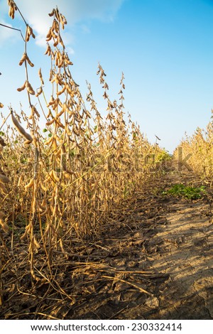 Soybean field ripe just before harvest