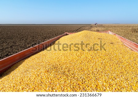 Corn maize grains freshly harvested and unloaded to transport trailer