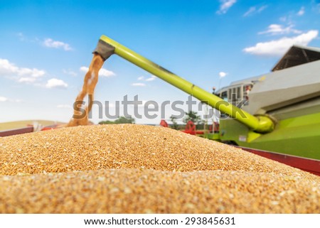 Combine harvester unloading wheat grains into tractor trailer
