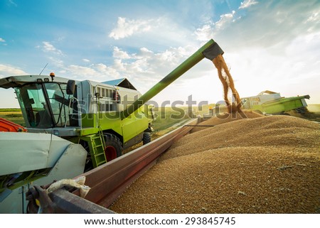 Combine harvester in action on wheat field, unloading grains