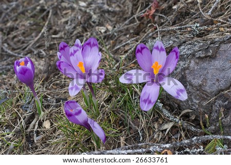 Purple crocuses on dry grass background in wild nature. Carpathian region of Ukraine