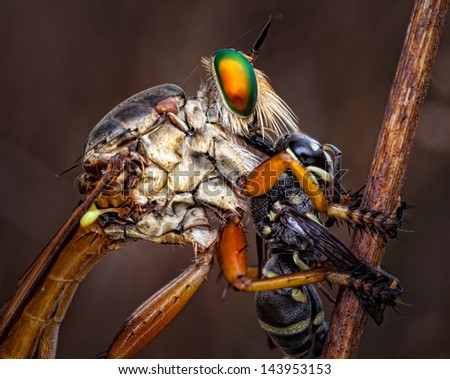 This is my favorite shot too, a rare robber fly catch prey as a bee, I catch it during my trip in Vietnam.