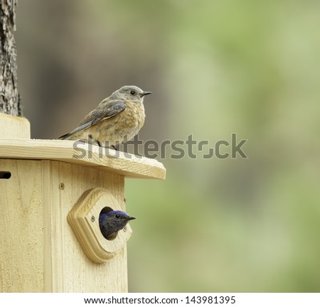 Vigilant blue bird parents guard nest box