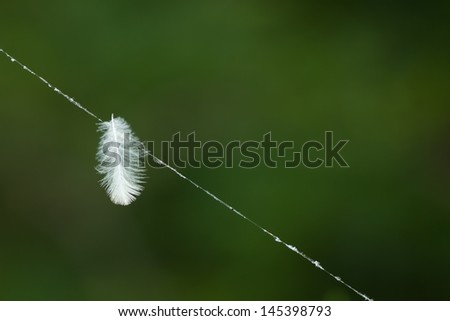 Fluffy white feather suspended on spider web in front of a blurred green background