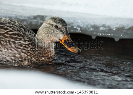 Female Mallard duck swimming in ice channel in cold winter creek