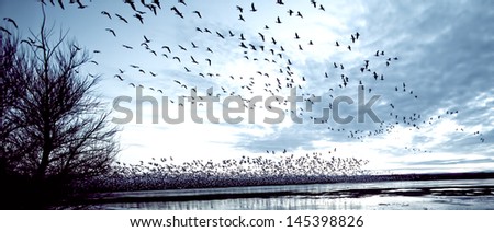 Many Birds Taking Flight In The Early Morning Light During Snow Goose Blast Off
