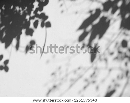abstract shadow leaves on white wall background