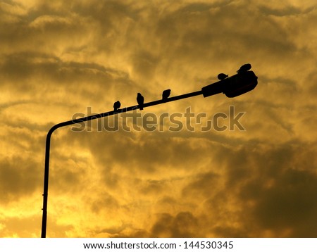 Silhouette Bird , Bird in the Morning , Bird in shadow
