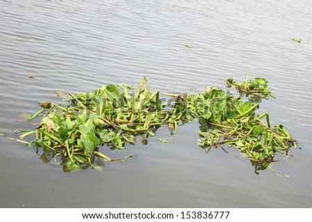Weed, water hyacinth, water barrier to all traffic