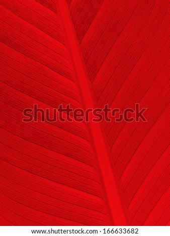Extreme close-up of fresh red leaf as background