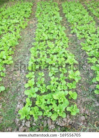 Organically growing beetroot and spinach vegetables in a small city garden vegetable plot