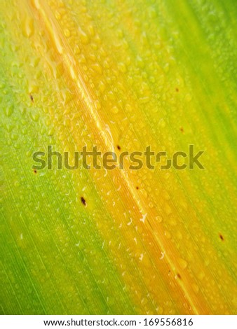 Water drops on bamboo leaves