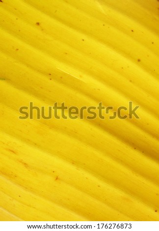 Texture of yellow banana leaf (old banana leaf)