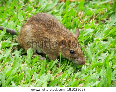 Cautious Brown rat in the wild