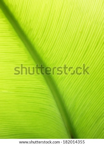 Extreme close-up of fresh green leaf as background