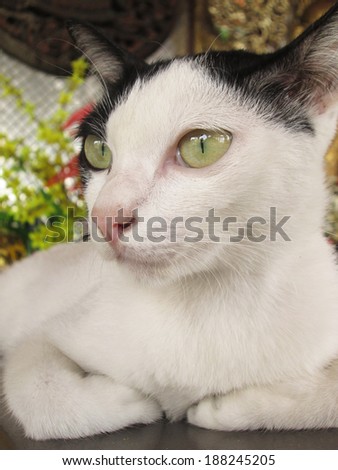 White cat face