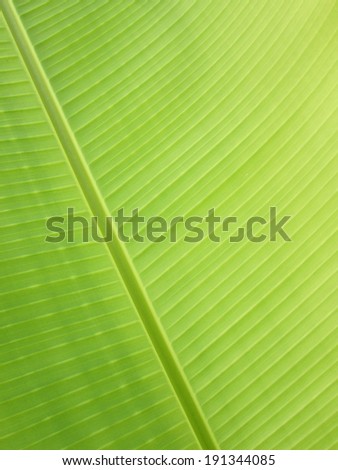 Texture: Banana Leaf texture