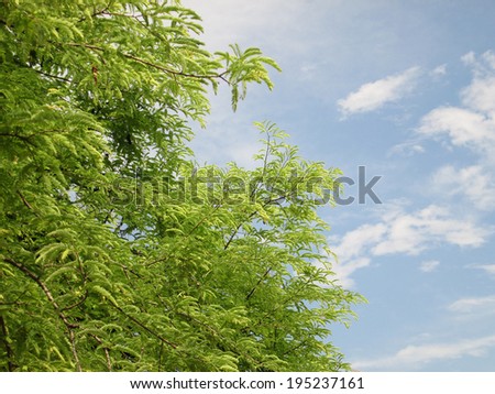 Tamarind tree and blue sky