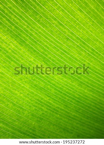 Extreme close-up of fresh green leaf as background