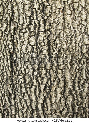 Tamarind tree bark texture