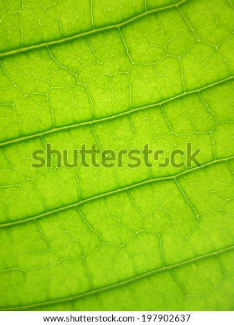 Pattern of green mango leaf