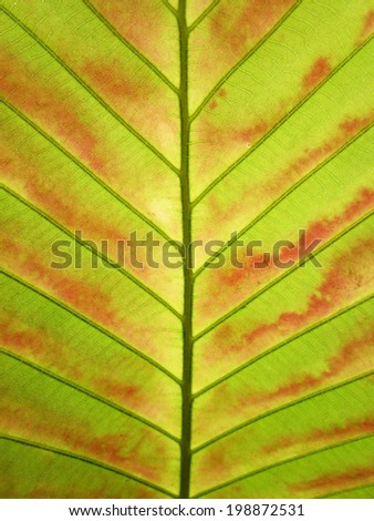 Pattern of grunge green leaves ( Dipterocarpus alatus )
