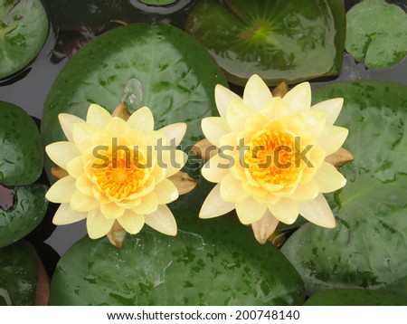 Twins water lily flowers