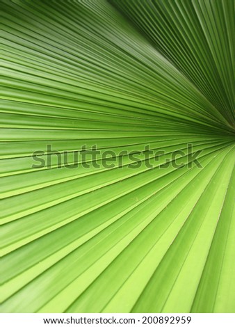 Closeup beautiful palm leaves of tree in sunlight