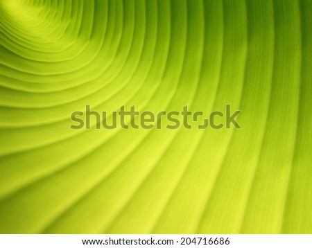 Closeup abstract banana leaf pattern background