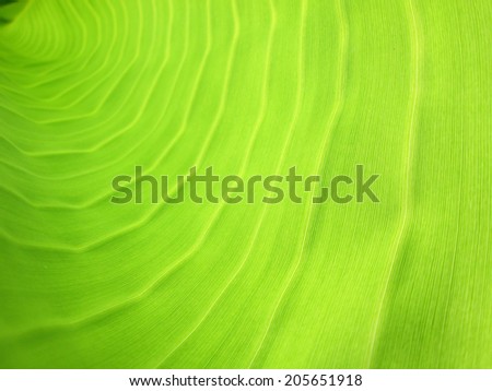 Closeup abstract banana leaf pattern background