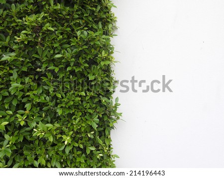 background texture from a white wall with parallel horizontal lines and green plants