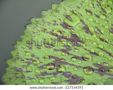 closeup water drop on lotus leaf