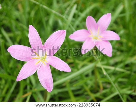 Close up of small pink Zephyranthes flower blossom (Rain Lily or Fairy Lily, Zephyranthes spp., Amarylieaceae)