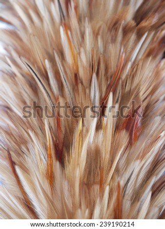 closeup Feather brush