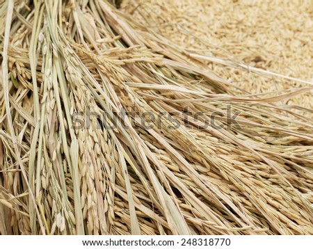 close-up of rice straw and rice grain in basket