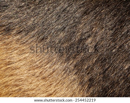 dog fur texture