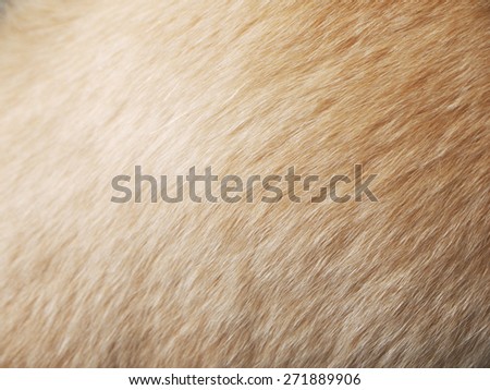Macro Dog Hair