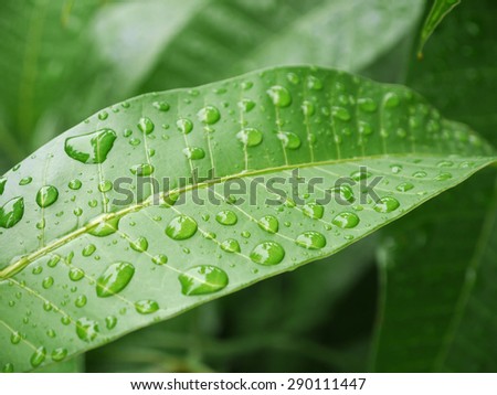 water drop on mango leaf